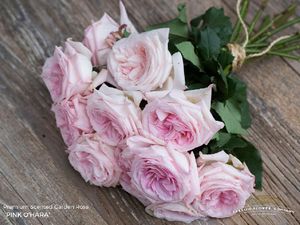 ROSE PINK O HARA 50